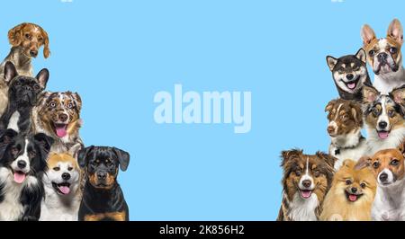 Zwei große Gruppen von Hunden, die auf blauem Hintergrund in alle Richtungen schauen Stockfoto