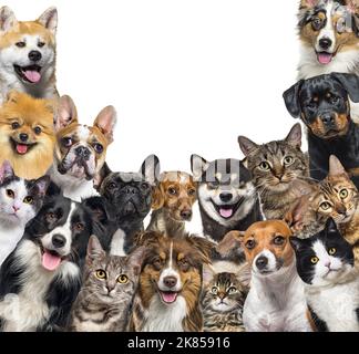 Große Gruppe von Katzen und Hunden, die isoliert auf Weiß auf die Kamera schauen Stockfoto