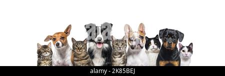 Große Gruppe von Katzen und Hunden, die isoliert auf Weiß auf die Kamera schauen Stockfoto