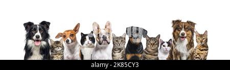 Große Gruppe von Katzen und Hunden, die auf blauem Hintergrund auf die Kamera schauen Stockfoto
