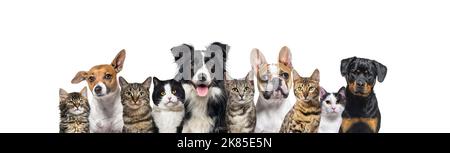 Große Gruppe von Katzen und Hunden, die auf die Kamera schauen, Banner isoliert auf Weiß Stockfoto