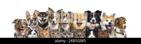 Große Gruppe von Katzen und Hunden, die auf die Kamera schauen, Banner isoliert auf Weiß Stockfoto