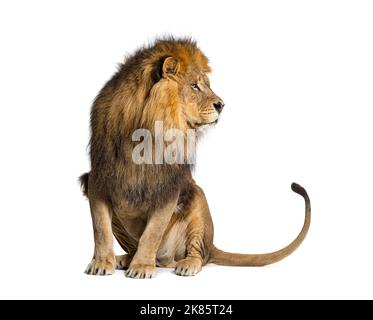 Löwe zieht ein Gesicht und schaut auf die Kamera, isoliert auf Weiß Stockfoto