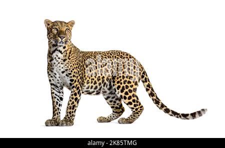 Porträt eines Leoparden, der stolz wegschaut, Panthera pardus, vor weißem Hintergrund Stockfoto