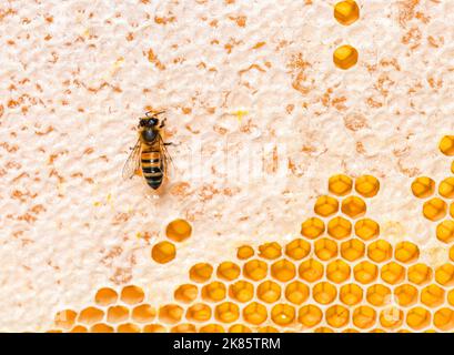 Honigbienen fressen Honig auf einem Bienenstock, wo Wachs bleibt, isoliert auf weißem Hintergrund Stockfoto
