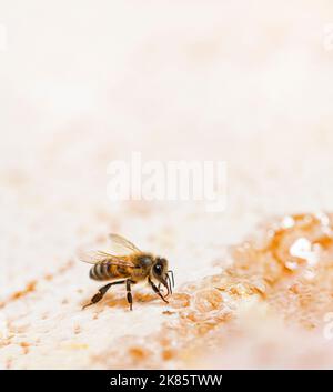 Honigbiene, die Honig auf dem Rahmen eines Bienenstocks isst, wo Wachs bleibt, isoliert auf weißem Hintergrund Stockfoto