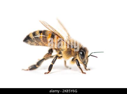 Seitenansicht einer Honigbiene isoliert auf Weiß Stockfoto