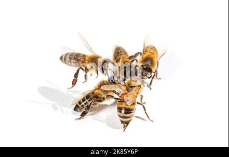 Gruppe von Honigbienen kämpfen, isoliert auf weiß Stockfoto