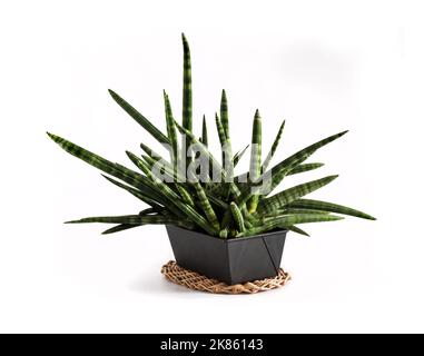 Vergossene Sansevieria cylindrica var. Patula isoliert auf weißem Hintergrund. Sansevieria cylindrica auch als zylindrische Schlangenpflanze, afrikanische Spea, bekannt Stockfoto