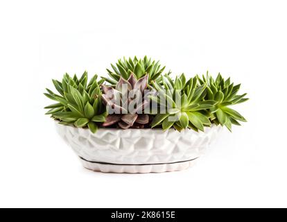 Weißer Blumentopf aus Keramik mit Echeveria Sukkulenten isoliert auf weißem Hintergrund Stockfoto