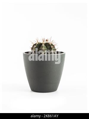 Gymnocalycium mihanovichii Kaktus in einem Topf auf weißem Hintergrund isoliert. Stockfoto