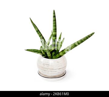 Vergossene Sansevieria cylindrica var. Patula isoliert auf weißem Hintergrund mit Clipping-Pfad. Sansevieria cylindrica auch als zylindrische Schlange bekannt Stockfoto