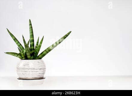 Vergossene Sansevieria cylindrica var. patula (Boncel) auf weißem Wandhintergrund mit Kopierraum Stockfoto