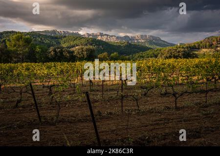 Schöne Landschaft der Dentelle de montmirail , kleine Berge in der provence Frankreich mit Weinbergen im Vordergrund, aufgenommen in Beaume de Venise , Vauc Stockfoto