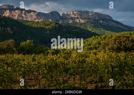 Schöne Landschaft der Dentelle de montmirail , kleine Berge in der provence Frankreich mit Weinbergen im Vordergrund, aufgenommen in Beaume de Venise , Vauc Stockfoto