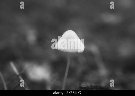 Ein filigraner kleiner Pilz, aufgenommen in Schwarz und Weiß, auf dem Waldboden in sanftem Licht. Makroaufnahme aus der Natur Stockfoto