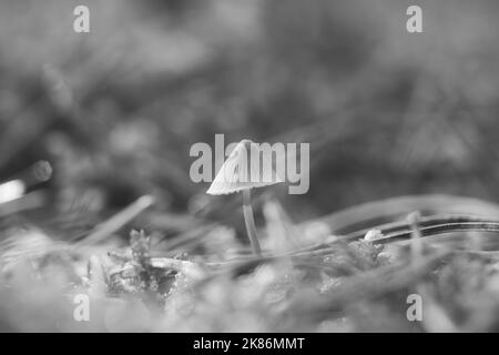 Ein filigraner kleiner Pilz, aufgenommen in Schwarz und Weiß, auf dem Waldboden in sanftem Licht. Makroaufnahme aus der Natur Stockfoto