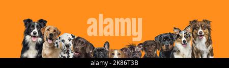 Banner einer großen Gruppe von Hunden in einer Reihe auf orangefarbenem Hintergrund Stockfoto