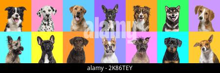 Banner, Collage von mehreren Hunden Kopf Portraitfotos auf einem bunten Hintergrund einer Vielzahl von verschiedenen hellen Farben. Stockfoto