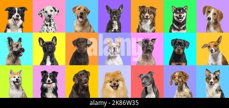 Collage von mehreren Hunden Kopf Portrait Fotos auf einem bunten Hintergrund einer Vielzahl von verschiedenen hellen Farben. Stockfoto
