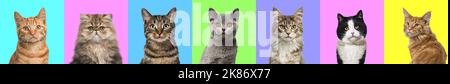 Banner, Collage von mehreren Katzen Kopf Portraitfotos auf einem bunten Hintergrund einer Vielzahl von verschiedenen hellen Farben. Stockfoto