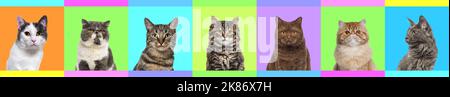 Banner, Collage von mehreren Katzen Kopf Portraitfotos auf einem bunten Hintergrund einer Vielzahl von verschiedenen hellen Farben. Stockfoto