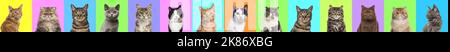Banner, Collage von mehreren Katzen Kopf Portraitfotos auf einem bunten Hintergrund einer Vielzahl von verschiedenen hellen Farben. Stockfoto