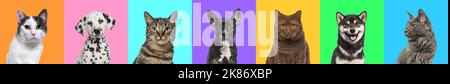 Banner, Collage aus mehreren Headshot-Fotos von Hunden und Katzen auf einem bunten Hintergrund mit einer Vielzahl von verschiedenen hellen Farben. Stockfoto