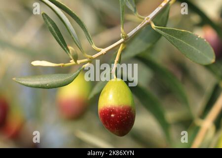 Oliven auf dem Baum, frische und gesunde Früchte, bereit für die Ernte Stockfoto