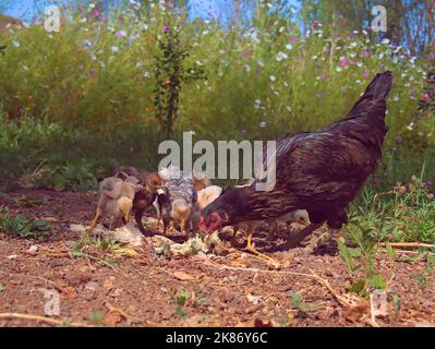 Schwarzes Bio-Huhn, das im Garten mit seinen Küken frisst. Stockfoto