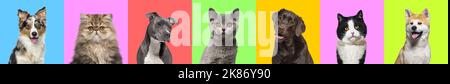 Collage aus mehreren Headshot-Fotos von Hunden und Katzen auf einem bunten Hintergrund mit einer Vielzahl von verschiedenen leuchtenden Farben. Banner Stockfoto