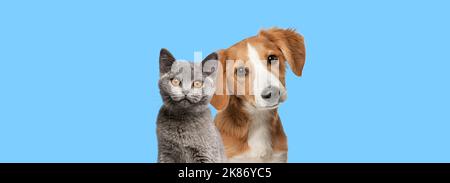 Katze und Hund blicken zusammen auf die Kamera auf blauem Hintergrund Stockfoto