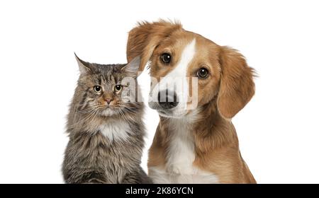 Katze und Hund blicken zusammen auf die Kamera isoliert auf Weiß Stockfoto