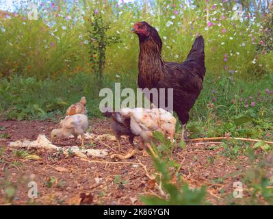 Schwarzes Bio-Huhn, das im Garten mit seinen Küken frisst. Stockfoto