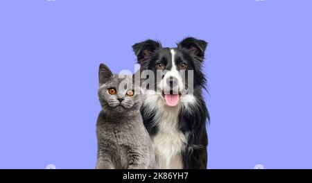 Britisches Kurzhaar-Katzenkätzchen und ein Border-Collie-Hund mit fröhlichem Ausdruck auf blauem Hintergrund, Banner gerahmt, Blick auf die Kamera Stockfoto