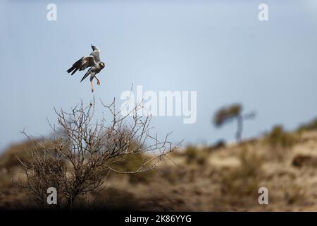 Ein östlicher, skandalender Goshawk, der den Baumzweig im Lewa Conservancy Kenya abnimmt Stockfoto