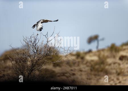 Ein östlicher, skandalender Goshawk, der den Baumzweig im Lewa Conservancy Kenya abnimmt Stockfoto