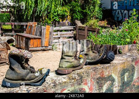 Berlin Prenzlauer Berg. Skurrile Pflanze Container. Alpine Sempervivum Pflanzen in verwitterten alten Stiefel im Garten von Ausland Music Center Stockfoto