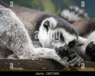 Schlafende zwei Ringschwanzlemur oder Lemur catta. Graue flauschige Tiere machen ein Nickerchen auf einem Holzbrett. Stockfoto