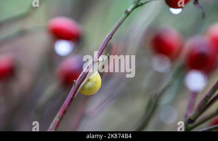 Riedlingen, Deutschland. 21. Oktober 2022. Eine Schnecke kriecht in einem Hagebuttenbusch entlang eines Astes, an dem Regentropfen hängen. Quelle: Thomas Warnack/dpa/Alamy Live News Stockfoto