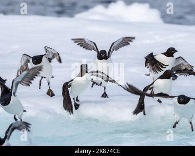 Brunnichs Guillemots (Uria lomvia) sammeln sich auf Eis bei Alkefjellet, Spitzbergen, Spitzbergen, Svalbard, Norwegen, Europa Stockfoto