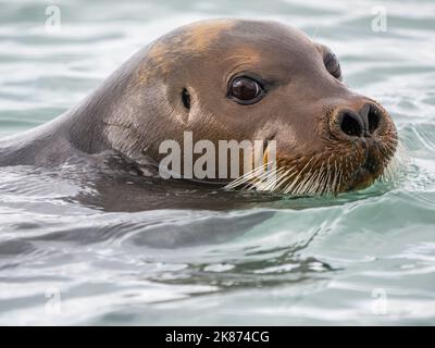 Eine ausgewachsene Bartrobbe (Erignathus barbatus) schwimmt am Rand des Eises in St. Jonsfjorden, Svalbard, Norwegen, Europa Stockfoto