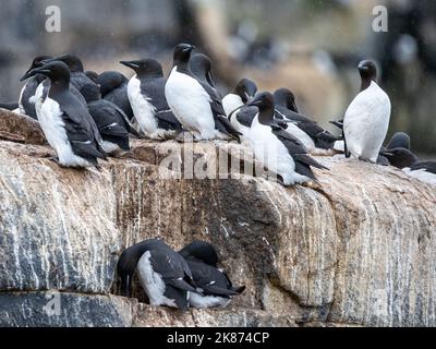 Brunnichs Guillemots (Uria lomvia) versammeln sich auf den Klippen von Alkefjellet, Spitzbergen, Spitzbergen, Spitzbergen, Norwegen, Europa Stockfoto