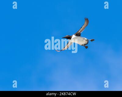 Erwachsene Guillemot (Uria aalge), die am Nistplatz auf den Klippen von Bjornoya, Svalbard, Norwegen, Europa, fliegen Stockfoto