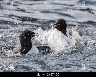 Erwachsene Brunnichs Guillemots (Uria lomvia) in einem territorialen Streit in Alkefjellet, Spitzbergen, Spitzbergen, Spitzbergen, Norwegen, Europa Stockfoto