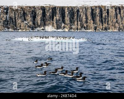 Brunnichs Guillemots (Uria lomvia) sammeln sich auf Eis bei Alkefjellet, Spitzbergen, Spitzbergen, Svalbard, Norwegen, Europa Stockfoto