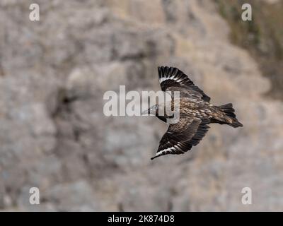 Ein erwachsener großer Skua (Stercorarius skua) auf dem Flug in Bjornoya, Svalbard, Norwegen, Europa Stockfoto