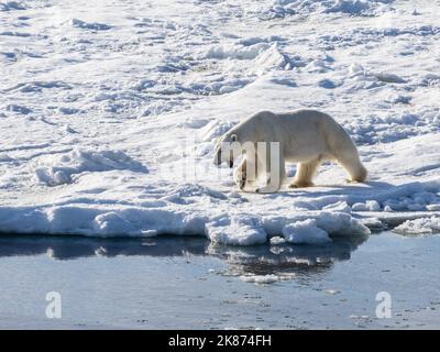 Ein erwachsener Eisbär (Ursus maritimus), der auf dem schnellen Eisrand in Storfjorden, Svalbard, Norwegen, Europa, läuft Stockfoto