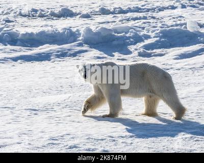 Ein erwachsener Eisbär (Ursus maritimus), der auf dem schnellen Eisrand in Storfjorden, Svalbard, Norwegen, Europa, läuft Stockfoto