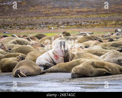 Erwachsene männliche Walrosse (Odobenus rosmarus) zogen am Strand von Kapp Lee, Edgeoya, Svalbard, Norwegen, Europa, aus Stockfoto